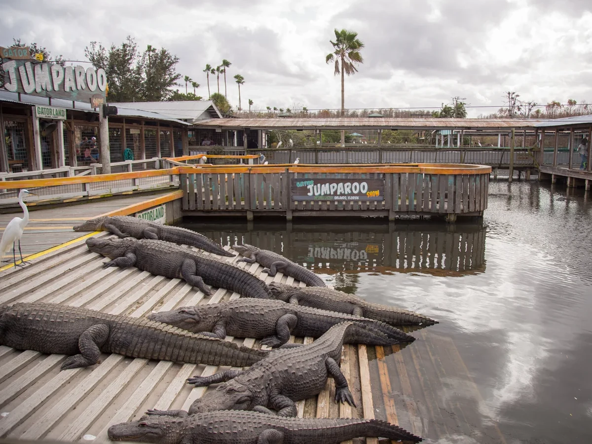 Gatorland Ticket + Zip Line — imagem 2